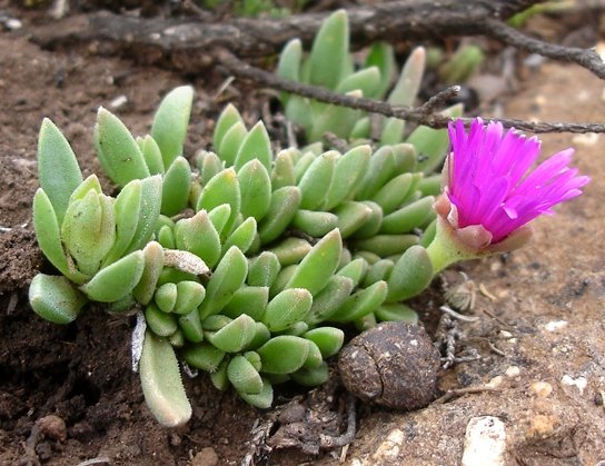 Delosperma lavisiae bud and flower